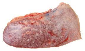 Limpa Sapi Mentah